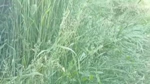 Соседка зашла в гости.