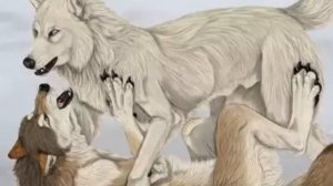 Белый волк и чёрный волк любовь