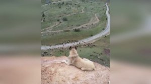 3 САМЫЕ СИЛЬНЫЕ И КРУПНЫЕ ПОРОДЫ СОБАК В МИРЕ/КАВКАЗСКАЯ ОВЧАРКА, КАНГАЛ И АЛАБАЙ