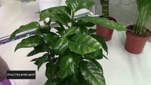 Кофейное дерево в домашних условиях / Кофе арабика комнатное растение