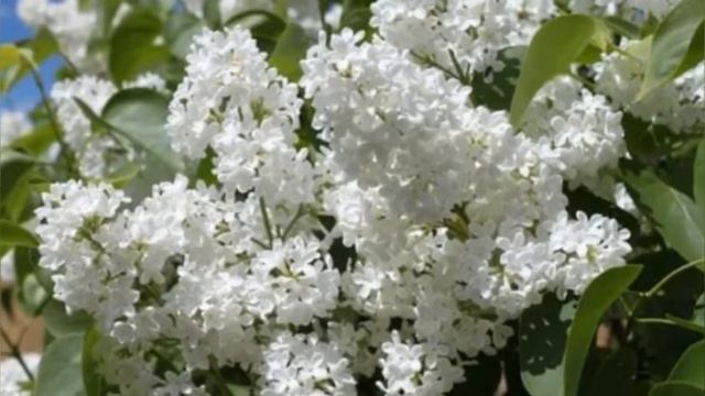 Популярные белые садовые цветы