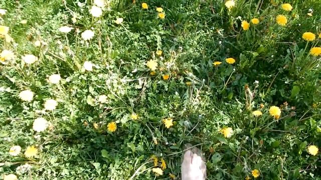 Воскресное утро на даче / Босиком по траве в мае / Любуюсь на красивый освежитель воздуха