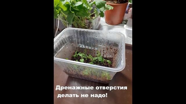 Черенкование петунии в вермикулите.ВСЁ ПОЛУЧИТСЯ!!!!