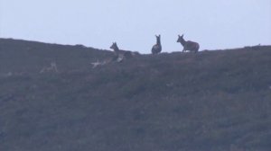 Анонс. ОиР. Охотничьи приключения в Норвегии с Кристоффером Клаусеном.