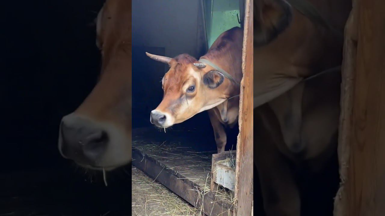 Место в Сочи, о котором мало кто знает!Сады Фрателли Вардане (Лазаревский р-н) #shorts смотреть онлайн