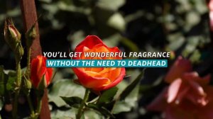 Joseph's Coat Climbing Rose - Ever-Changing Colors