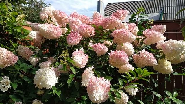 Роскошная  метельчатая гортензия  Ванилла Фрейз (Vanille Fraise).