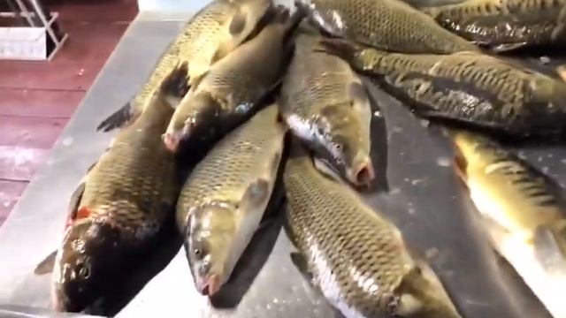 Улов карпа. Без нормы вылова. Рыбалка. смотреть онлайн