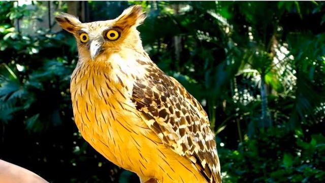 Исчезающая красота смотреть онлайн