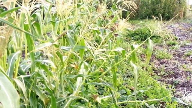 СЛАДКУЮ КУКУРУЗУ ЕДИМ В ОКТЯБРЕ. ПОСЕВ В ИЮЛЕ смотреть онлайн