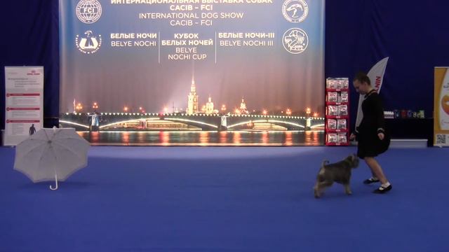 Новчики Иванова Екатерина и цвергшнауцер Чеддер из Хилфари НиМ смотреть онлайн