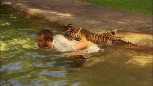 Roger Horn Faas - Tiger cubs