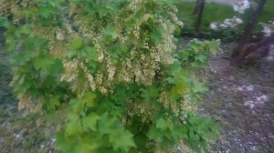 Выращивание смородины в форме дерева.Штамбовая смородина