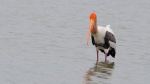 Painted stork gulp down a big catch