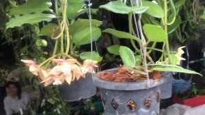 ЦВЕТОЧНЫЙ РЫНОК ЧАТУЧАК В БАНГКОКЕ вторая часть часть