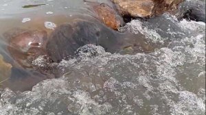 Размножение кроликов /Советы по разведению и содержанию