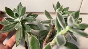 Echeveria Purpusorum Shamrock | Suculenta com as folhas bem gordinhas