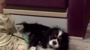 Ребёнок и собака. Кавалер Кинг Чарльз Спаниель