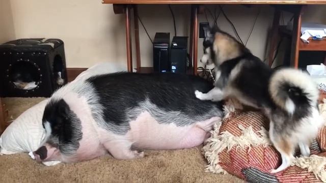 DOG TRIES TO WAKE UP SLEEPING PIG собака будет свинью . жесткий угар с животными . ору . приколы смотреть онлайн