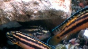 #Aquarium. Юлидохромисы. Продление рода. Spawning.
