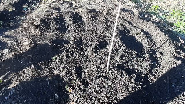 ЛУЧШАЯ посадка саженцев плодовых деревьев и кустарников легко