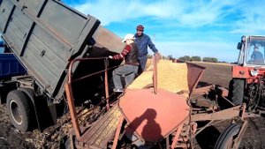 Посев озимого ячменя