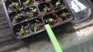 Карпатский колокольчик . От посева до цветения.