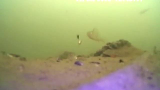 Когда приплывает кто-то больше чем ты смотреть онлайн