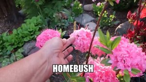 РОДОДЕНДРОН ЛИСТОПАДНЫЙ-HOMEBUCH -АЗАЛИЯ
