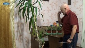 ЮККА. РАЗМНОЖЕНИЕ И УХОД!