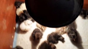 Как обойтись без брудера при выводе цыплят???