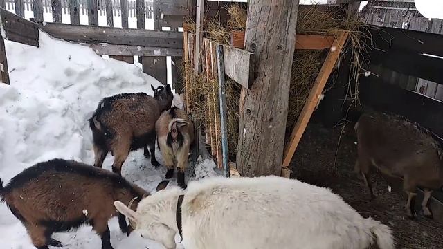 Пристроила козу. Индейка наседка. Гвоздь всему голова. // Юлия Артуровна смотреть онлайн