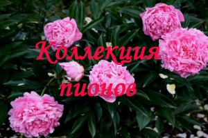 Коллекция пионов
