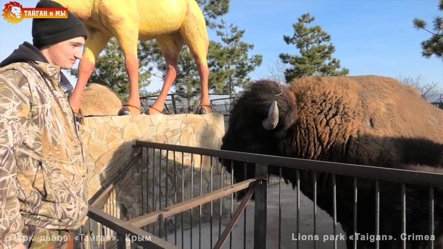 Верблюды, бизоны - Витю любят ВСЕ! Тайган. Camels, bison - everyone loves Vitya! Taigan. смотреть онлайн