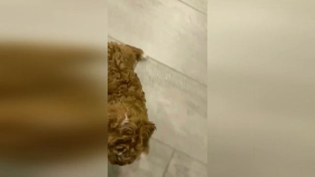 Очаровательный Той пудель Тедди Браун / Сharming Toy poodle Teddy Brown