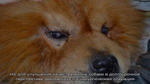 Почему у собаки могут быть красные белки глаз