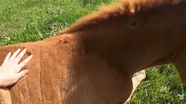 Лошадки поселка Ильский, Апельсинкин жеребенок, нефтекачки и контактный зоопарк.