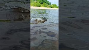 Как ловить руками рыбу.