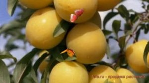 Алыча обыкновенная Гек (prunus divaricata gek) ? алыча Гек обзор: как сажать саженцы алычи Гек