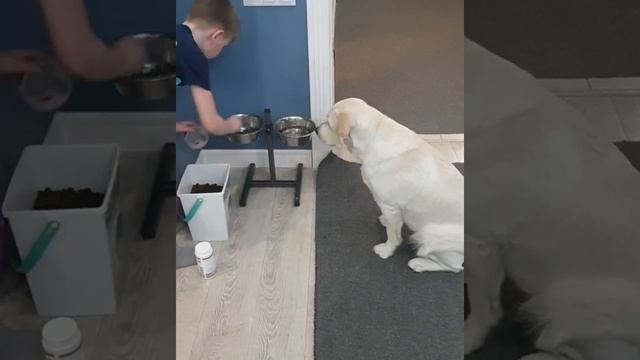 Лабрадор кормление по команде смотреть онлайн