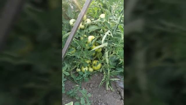 Выращивание томатов в теплице как бизнес идея