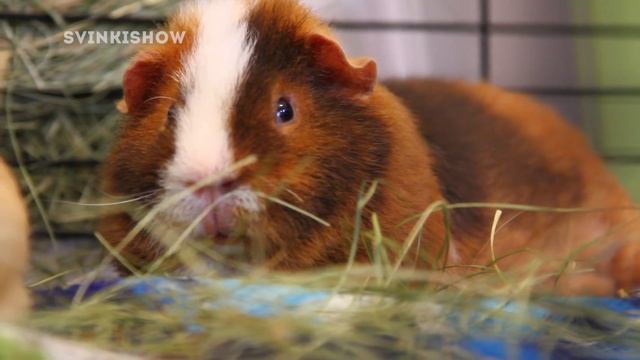 Хранение Вещей Морских Свинок / Прогулки по Квартире / Свинки Шоу / SvinkiShow смотреть онлайн