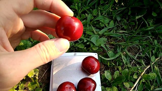 Черешня сорт Крупноплодная