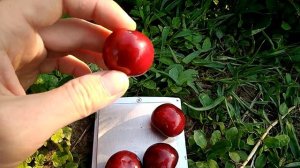 Черешня сорт Крупноплодная