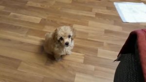 Аллергия. Какое животное завести ребенку, если у него аллергия на шерсть животных