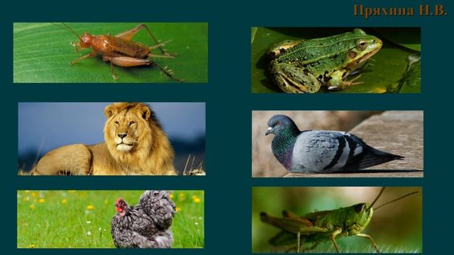 Естествознание Тема: Как кузнечик стрекочет? смотреть онлайн