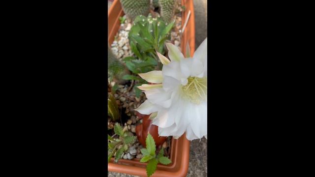 Echinopsis subdenudata Easter Lily cactus