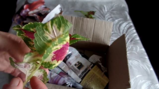 Посылка с черенками колеуса смотреть онлайн