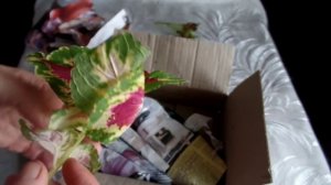 Посылка с  черенками колеуса