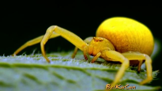 Одуванчики и Паук Желтый Необыкновенный. смотреть онлайн